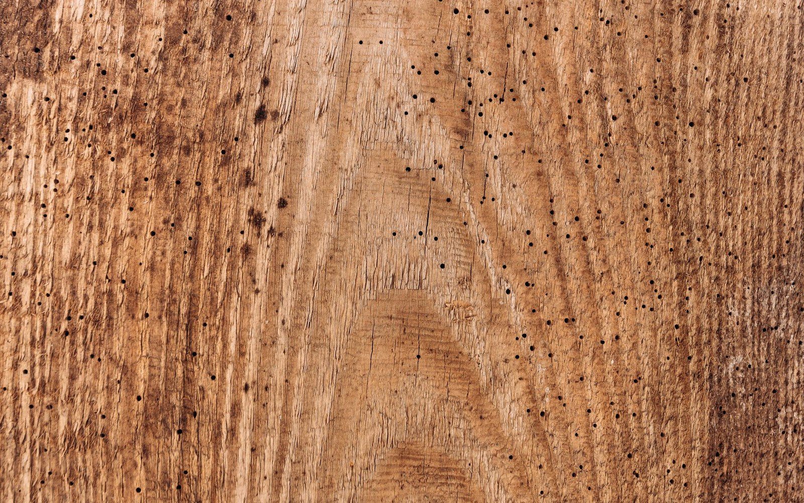 Wood grain surface riddled with small round woodworm holes